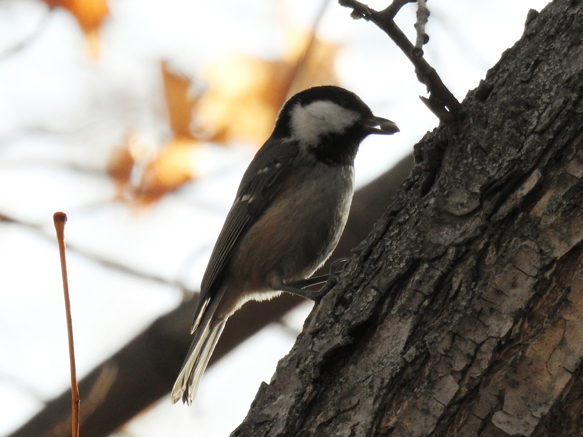Coal Tit - ML645985771