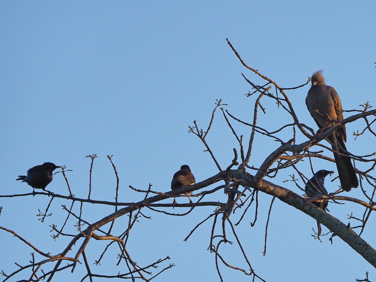 Gray Go-away-bird - ML645985772