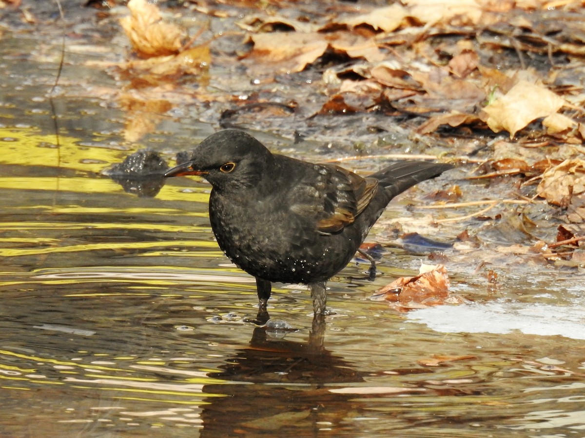 Eurasian Blackbird - ML645985775