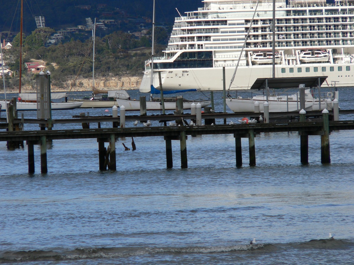 Black-faced Cormorant - ML645985776