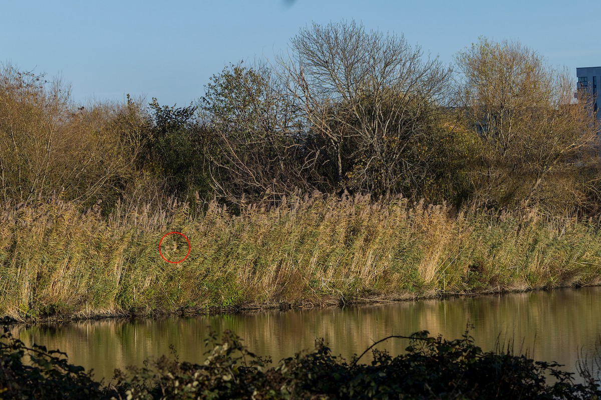 Eurasian Bittern - ML645985777