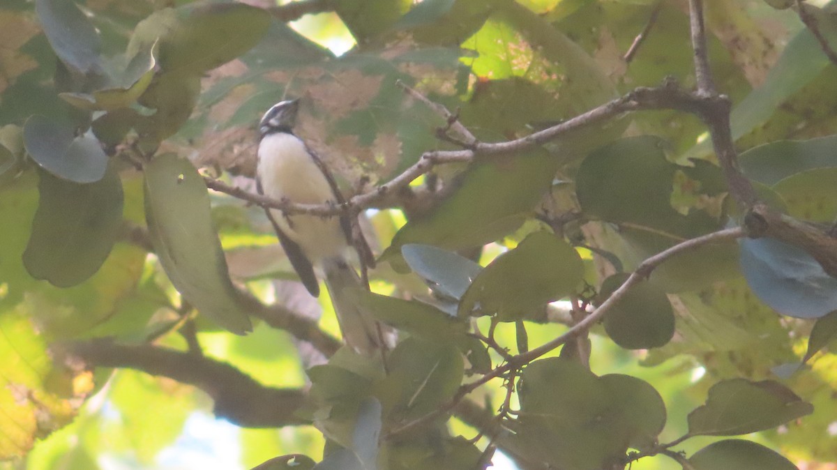 White-browed Fantail - ML645985778