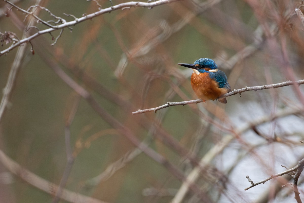 Common Kingfisher - ML645985779