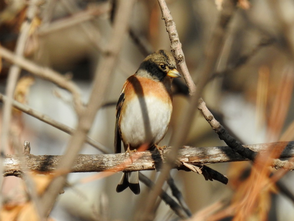 Brambling - ML645985780
