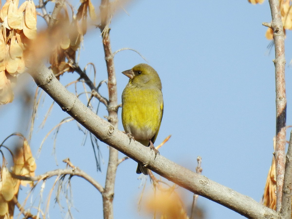 European Greenfinch - ML645985781