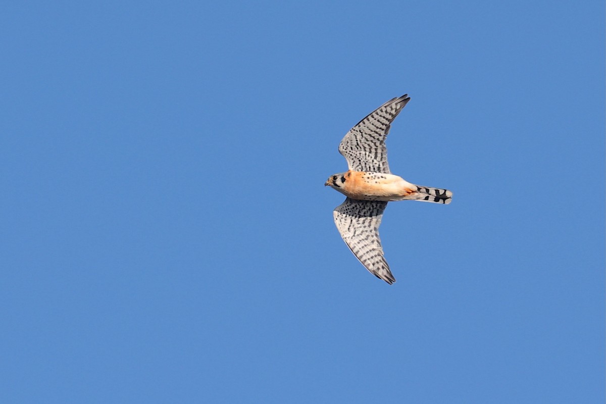 American Kestrel - ML645985782