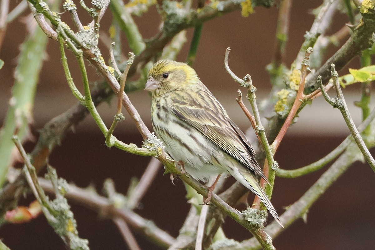 Girlitz - ML645985784