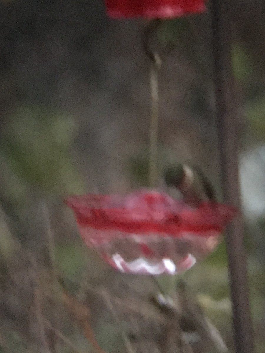 Ruby-throated Hummingbird - ML645985789