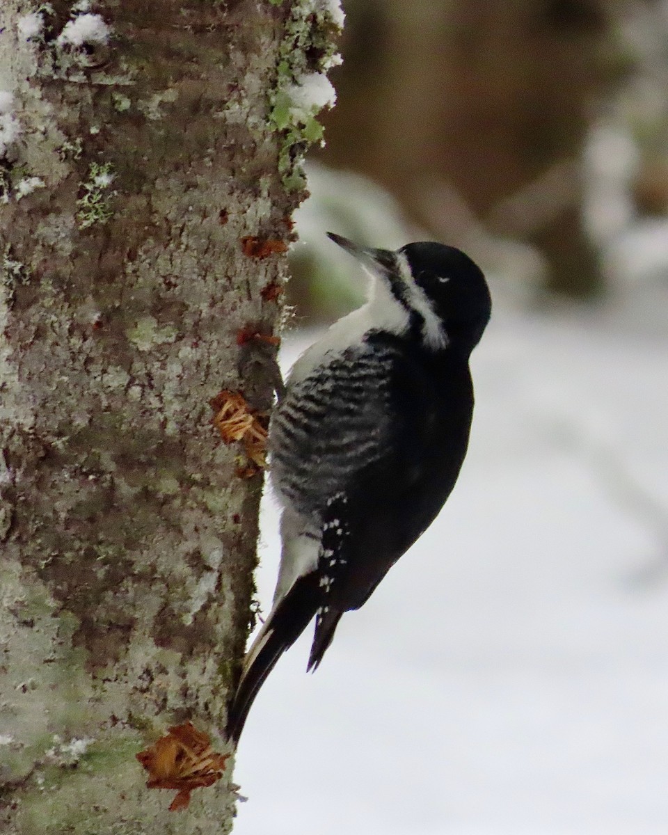 Black-backed Woodpecker - ML645985795