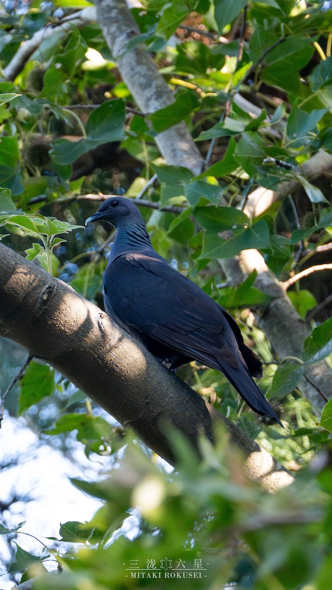 mikadodue - ML645985809