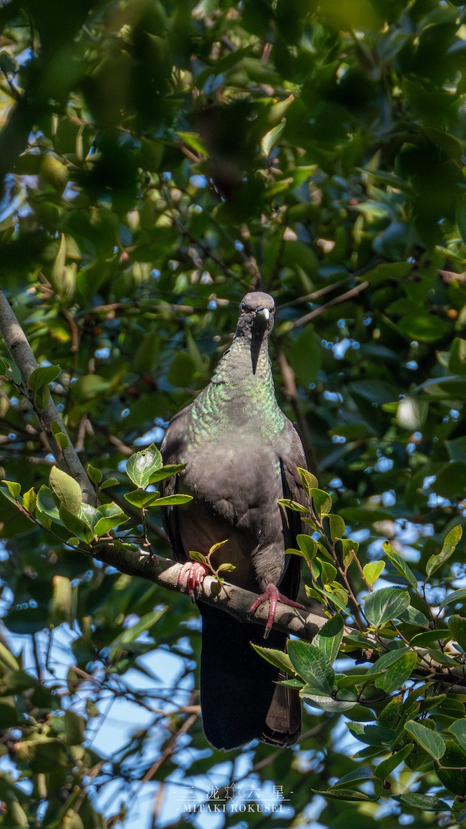 mikadodue - ML645985810