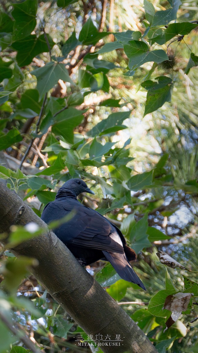 mikadodue - ML645985811