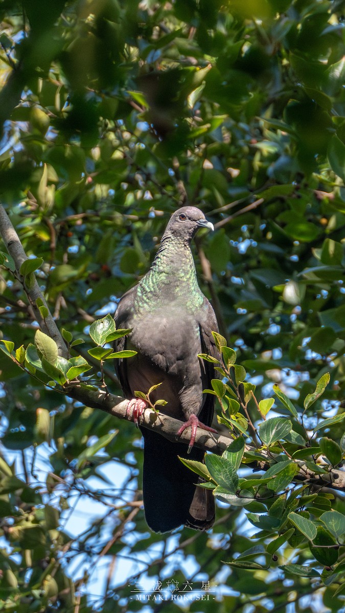 mikadodue - ML645985812