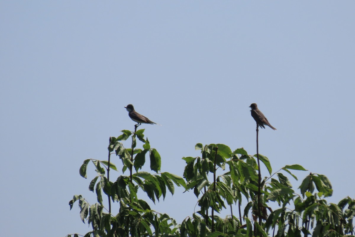 tyran obecný - ML645985813