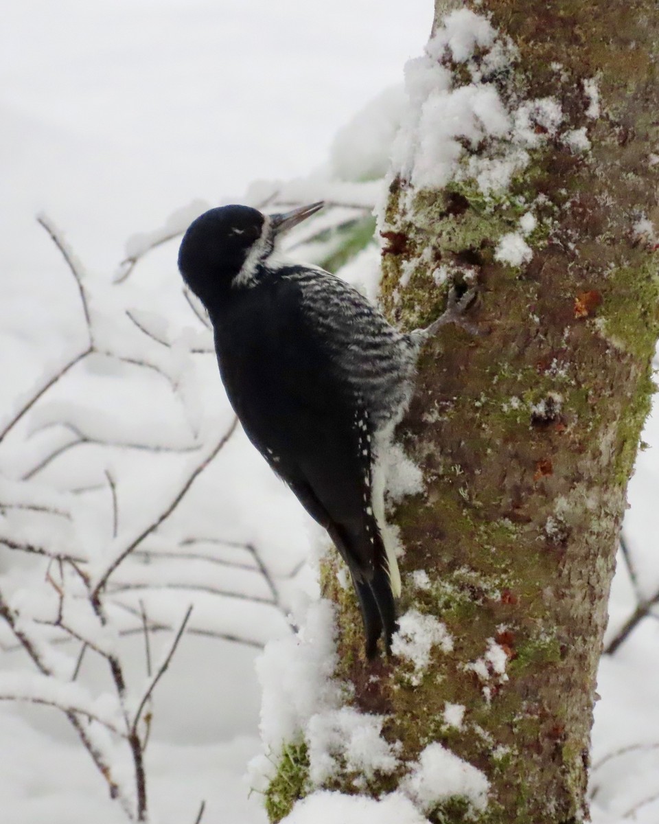 Black-backed Woodpecker - ML645985817