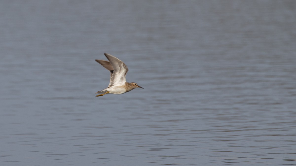 Pectoral Sandpiper - ML645985819