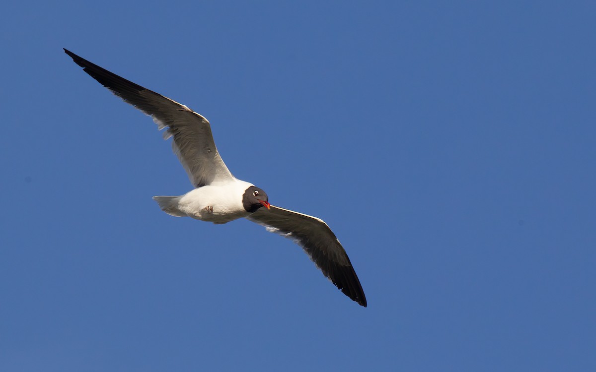 Ацтекская чайка - ML645985827