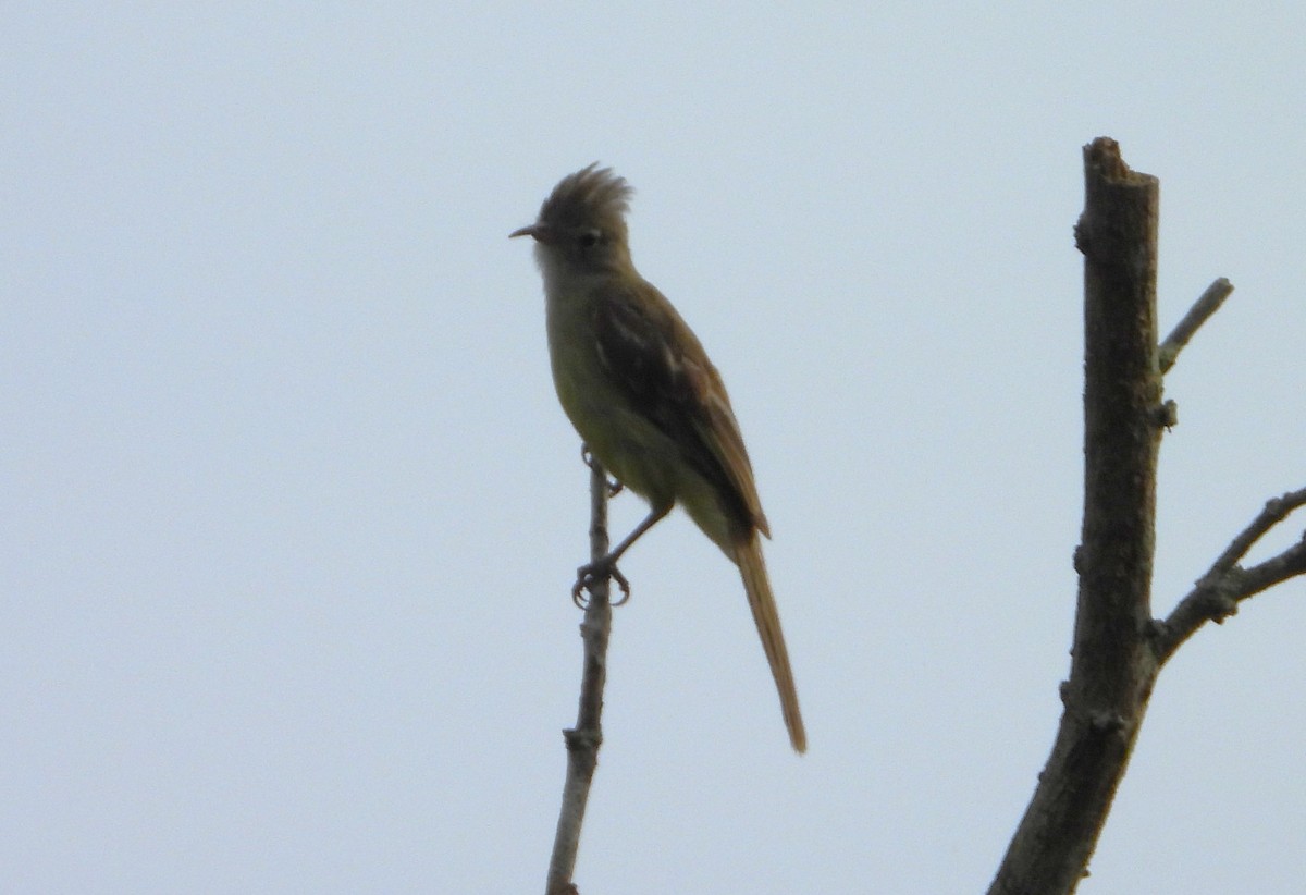 Желтобрюхая эления - ML645985834