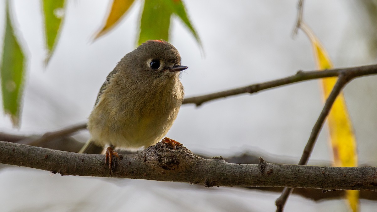 Gözlüklü Çalıkuşu - ML645985836
