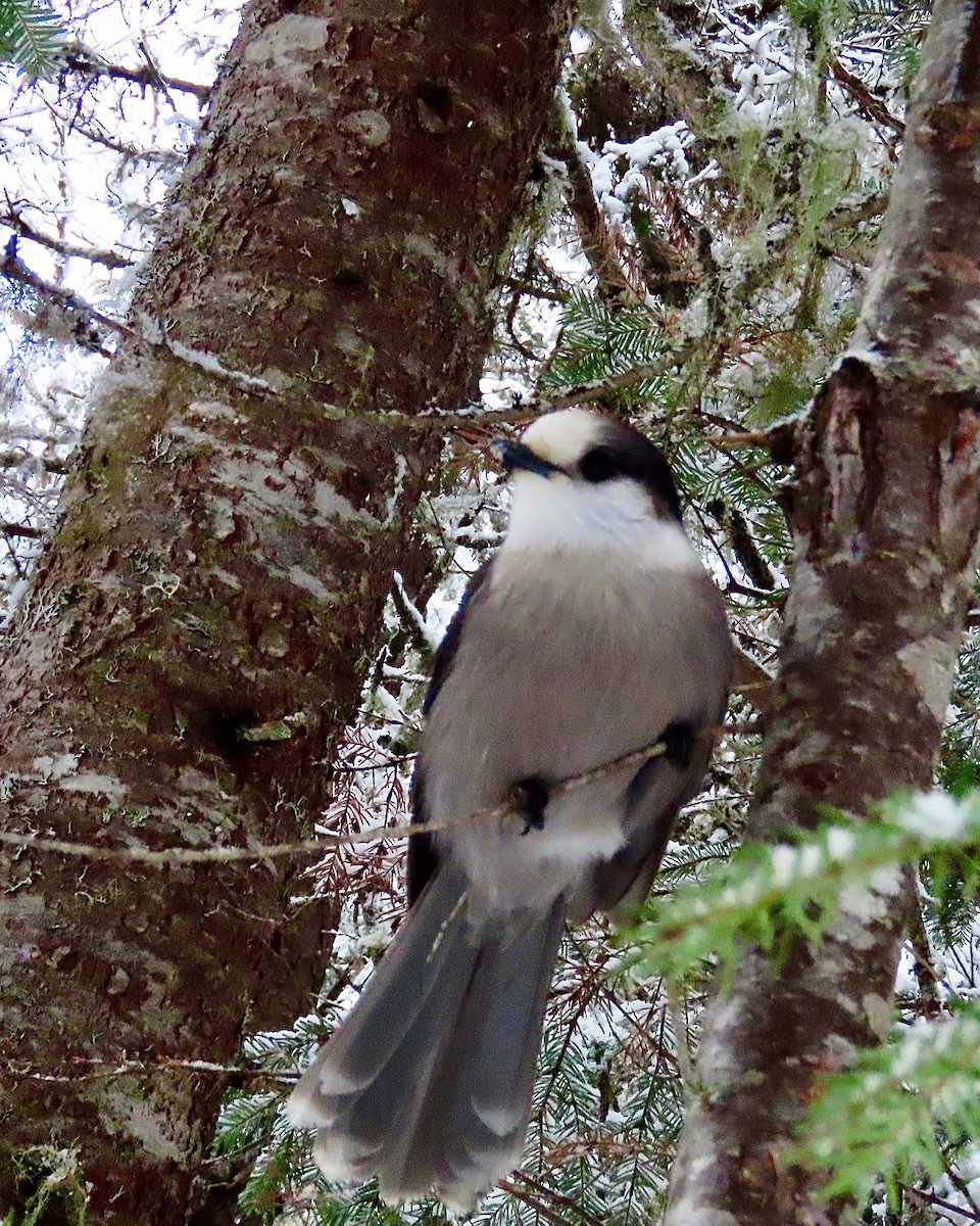 Canada Jay - ML645985844