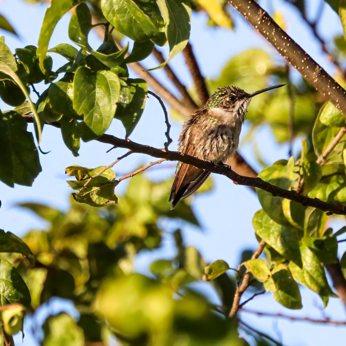 Ruby-throated Hummingbird - ML645985847