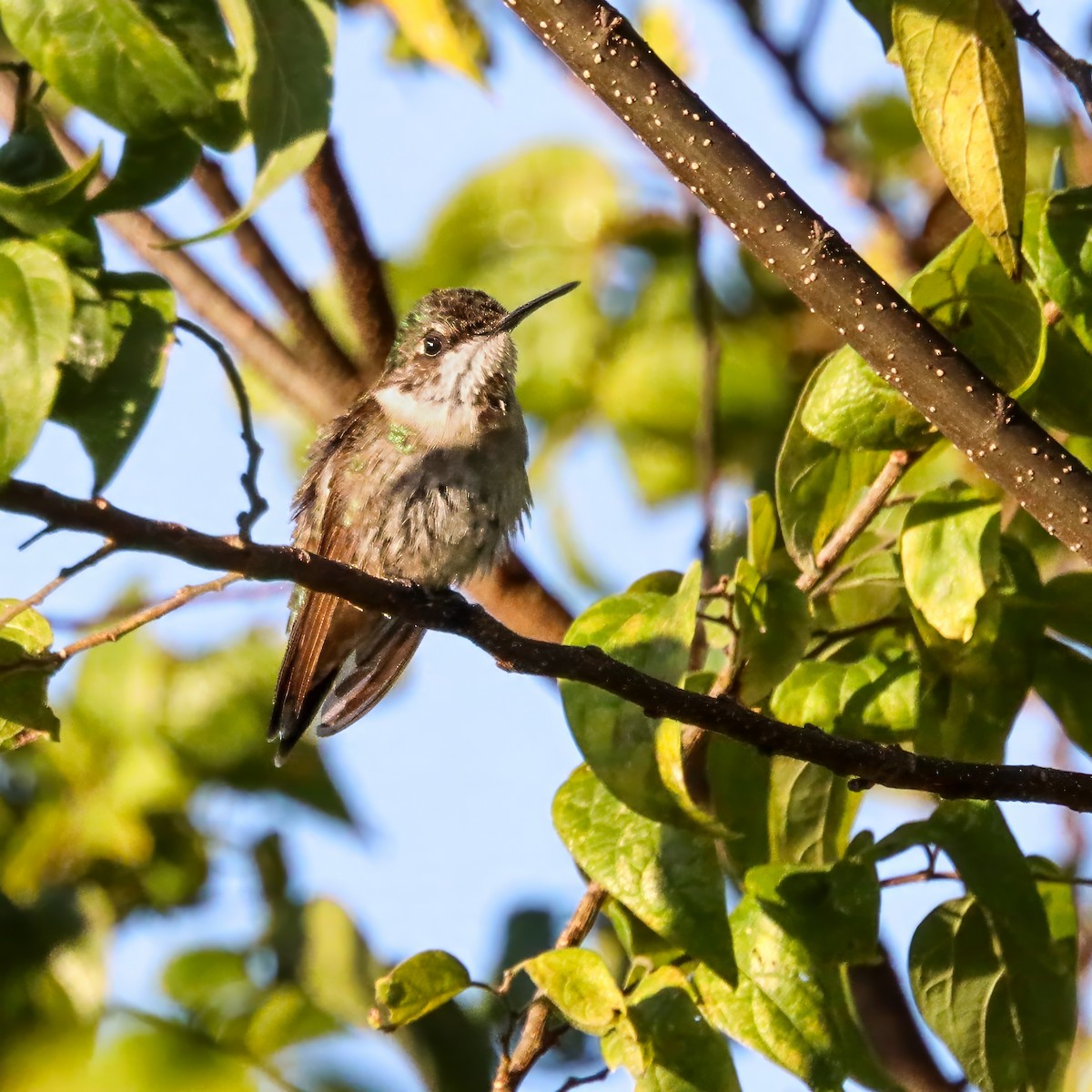 Ruby-throated Hummingbird - ML645985848