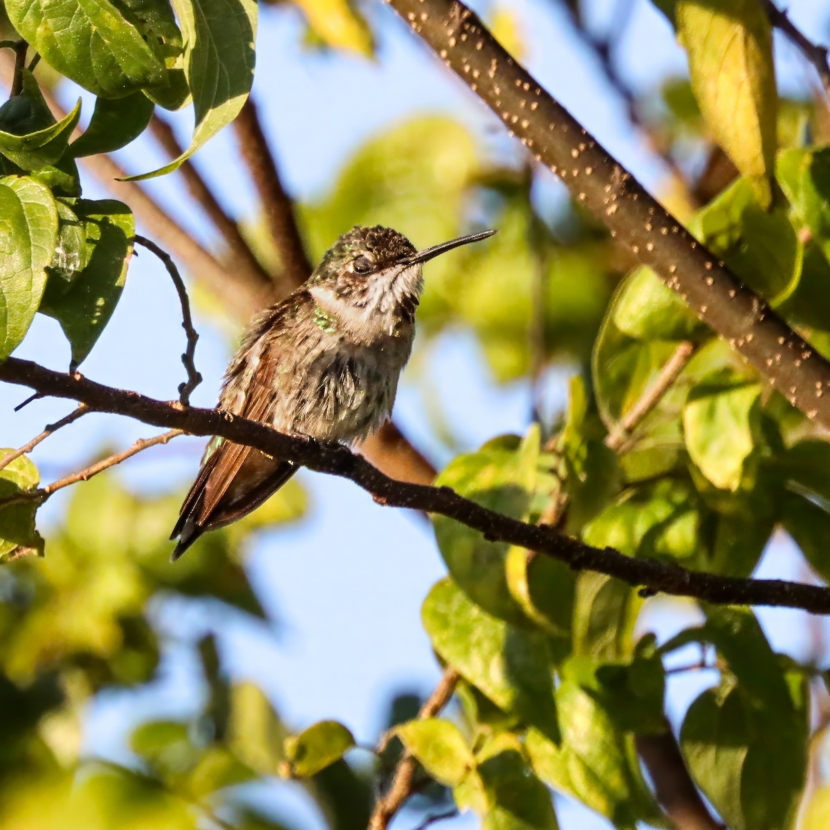 Ruby-throated Hummingbird - ML645985849