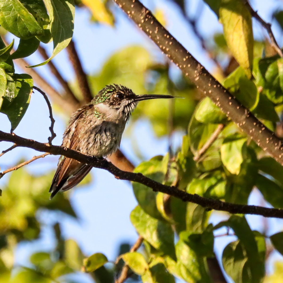 Ruby-throated Hummingbird - ML645985850