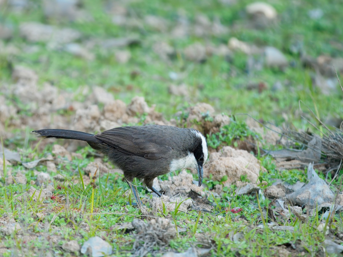 Hall's Babbler - ML645985851