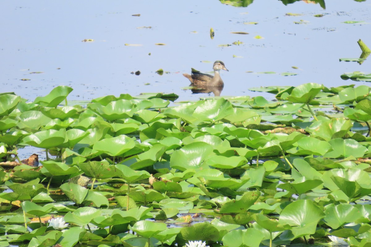 Wood Duck - ML645985852