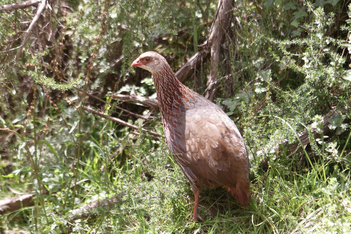 Jackson's Spurfowl - ML645985856