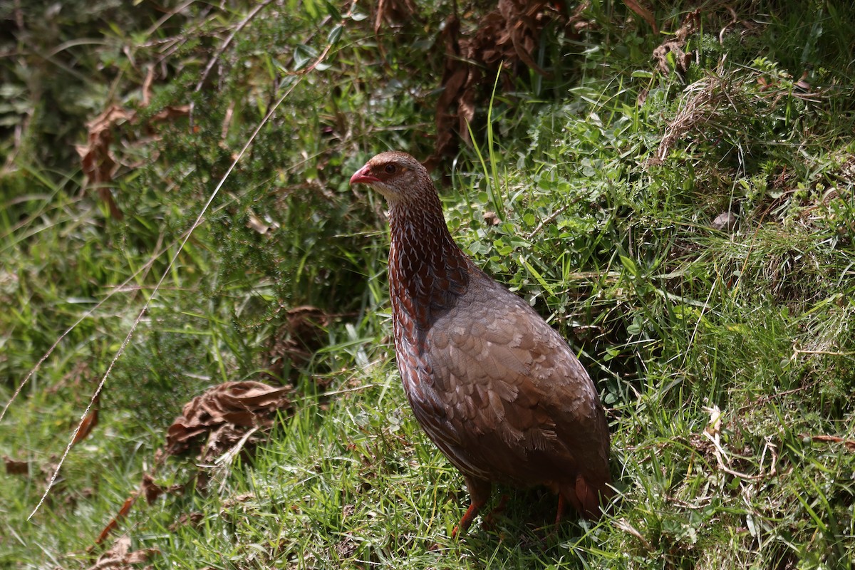 Jackson's Spurfowl - ML645985857
