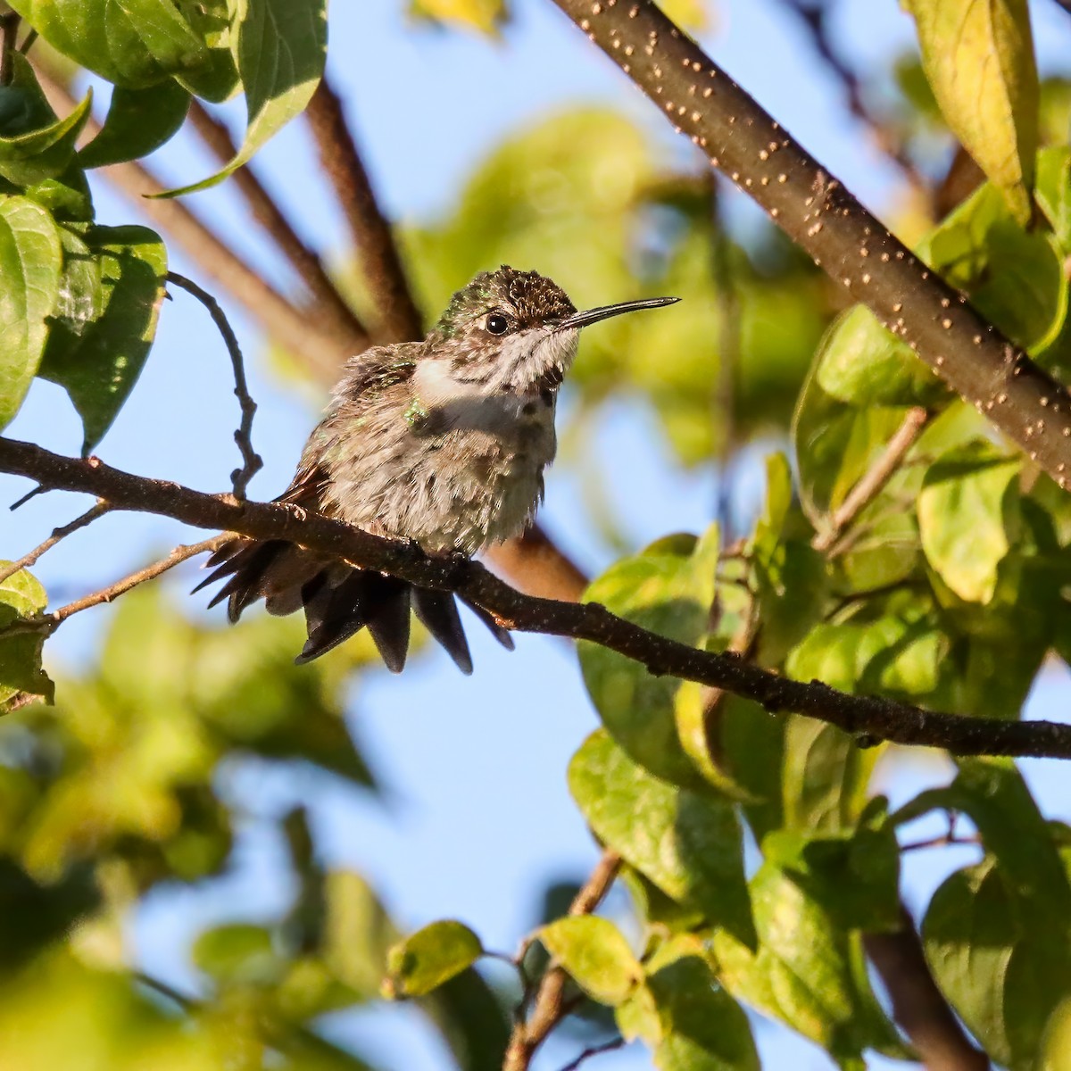 Ruby-throated Hummingbird - ML645985858