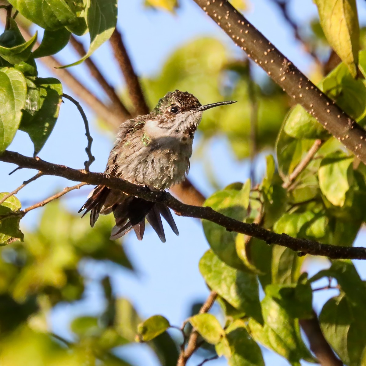 Ruby-throated Hummingbird - ML645985859