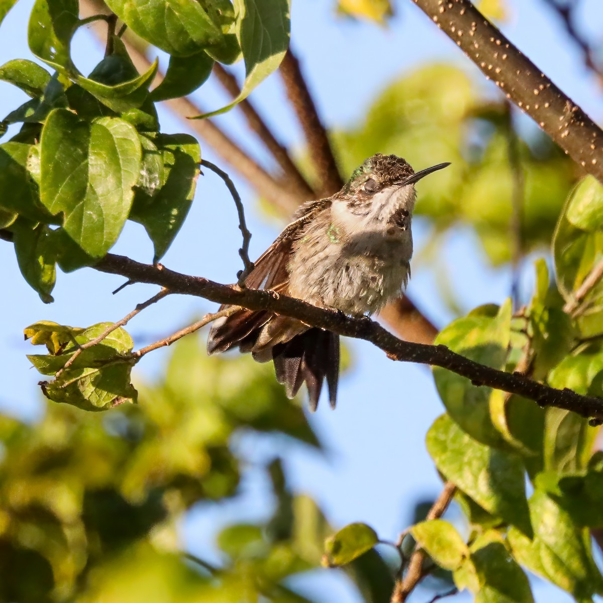 Ruby-throated Hummingbird - ML645985860