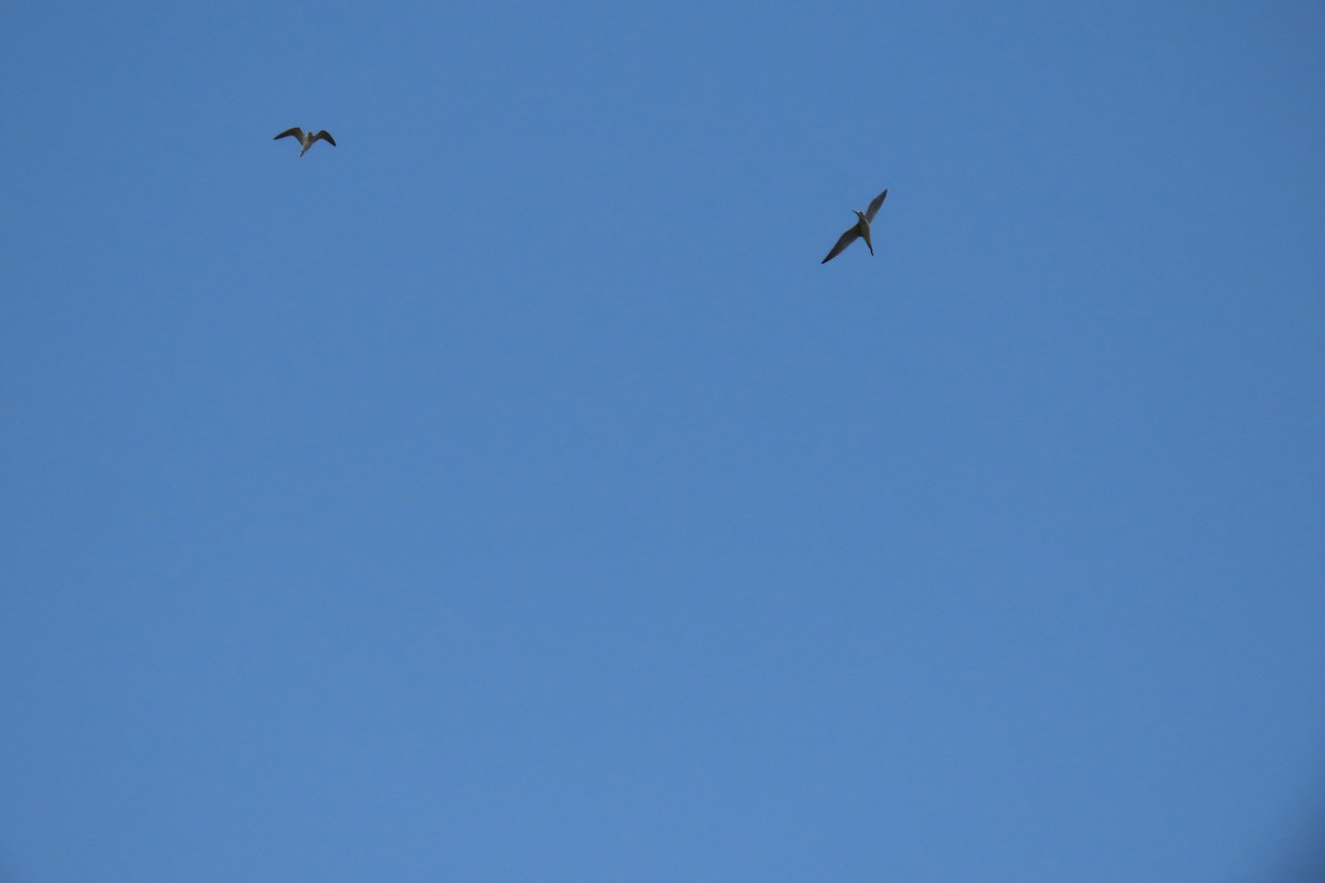 Lesser Yellowlegs - ML645985862