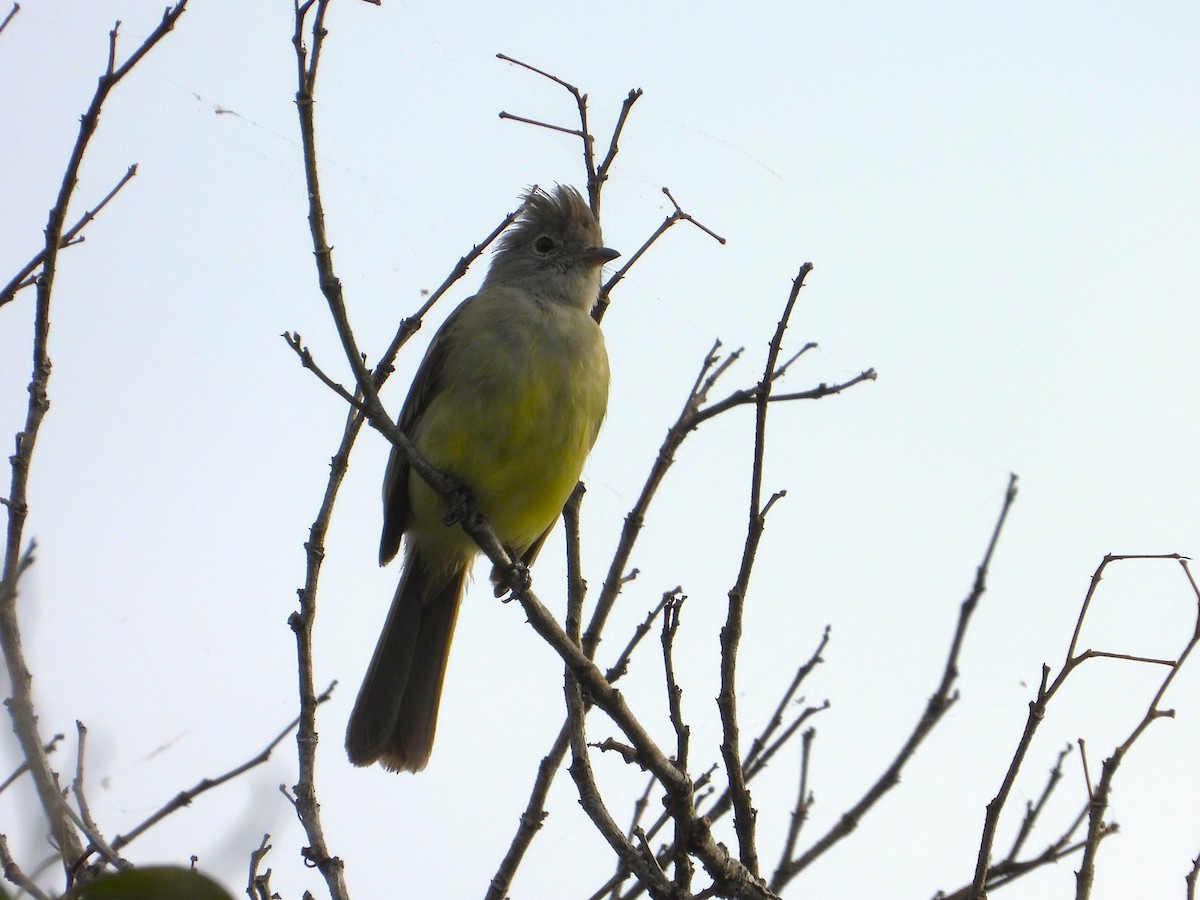 Yellow-bellied Elaenia - ML645985863