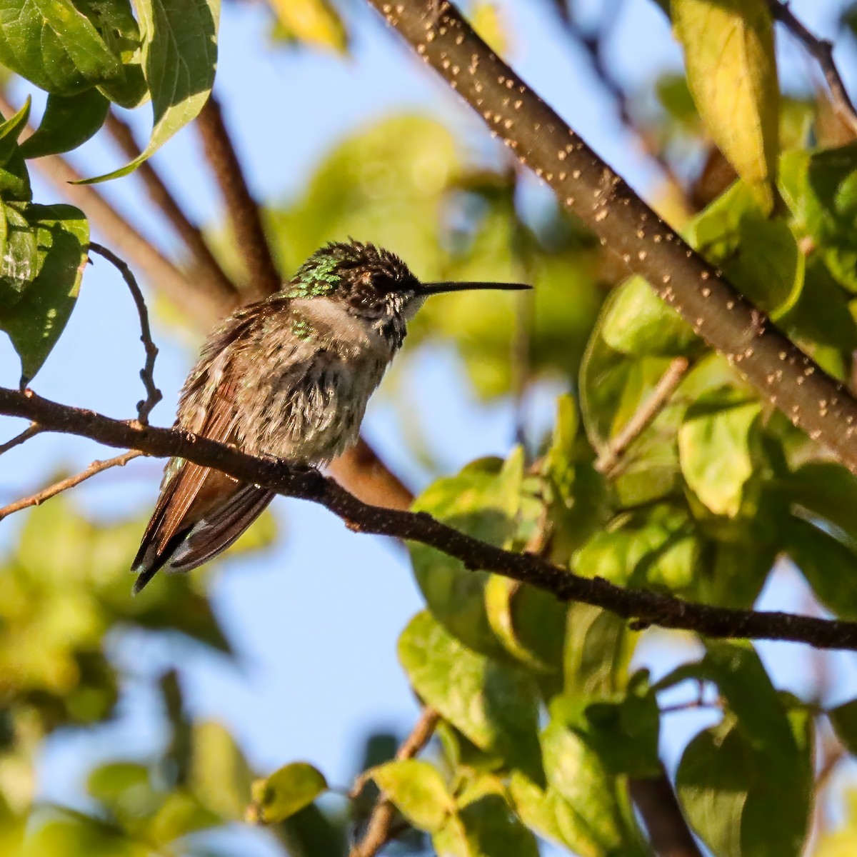 Ruby-throated Hummingbird - ML645985864
