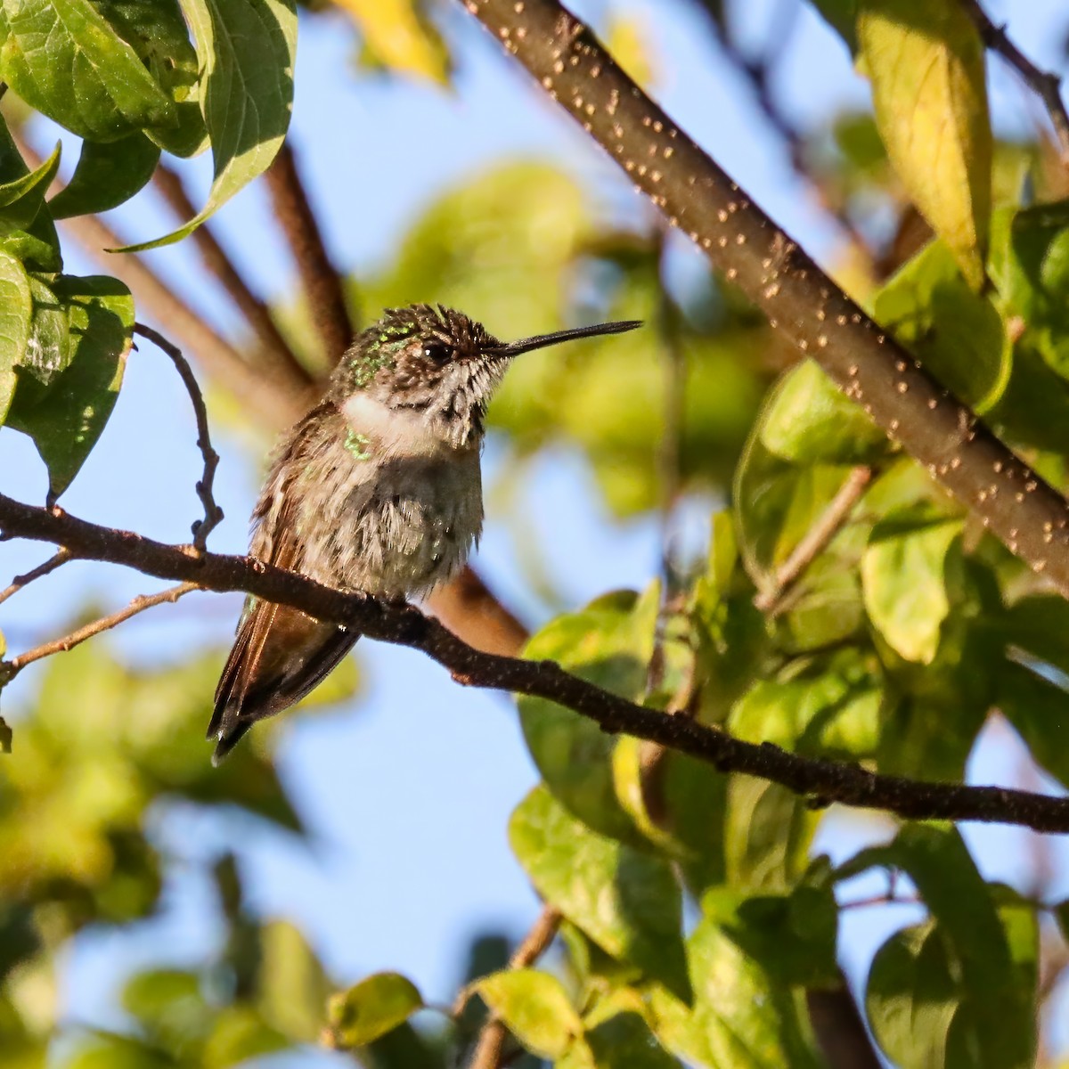 Ruby-throated Hummingbird - ML645985865