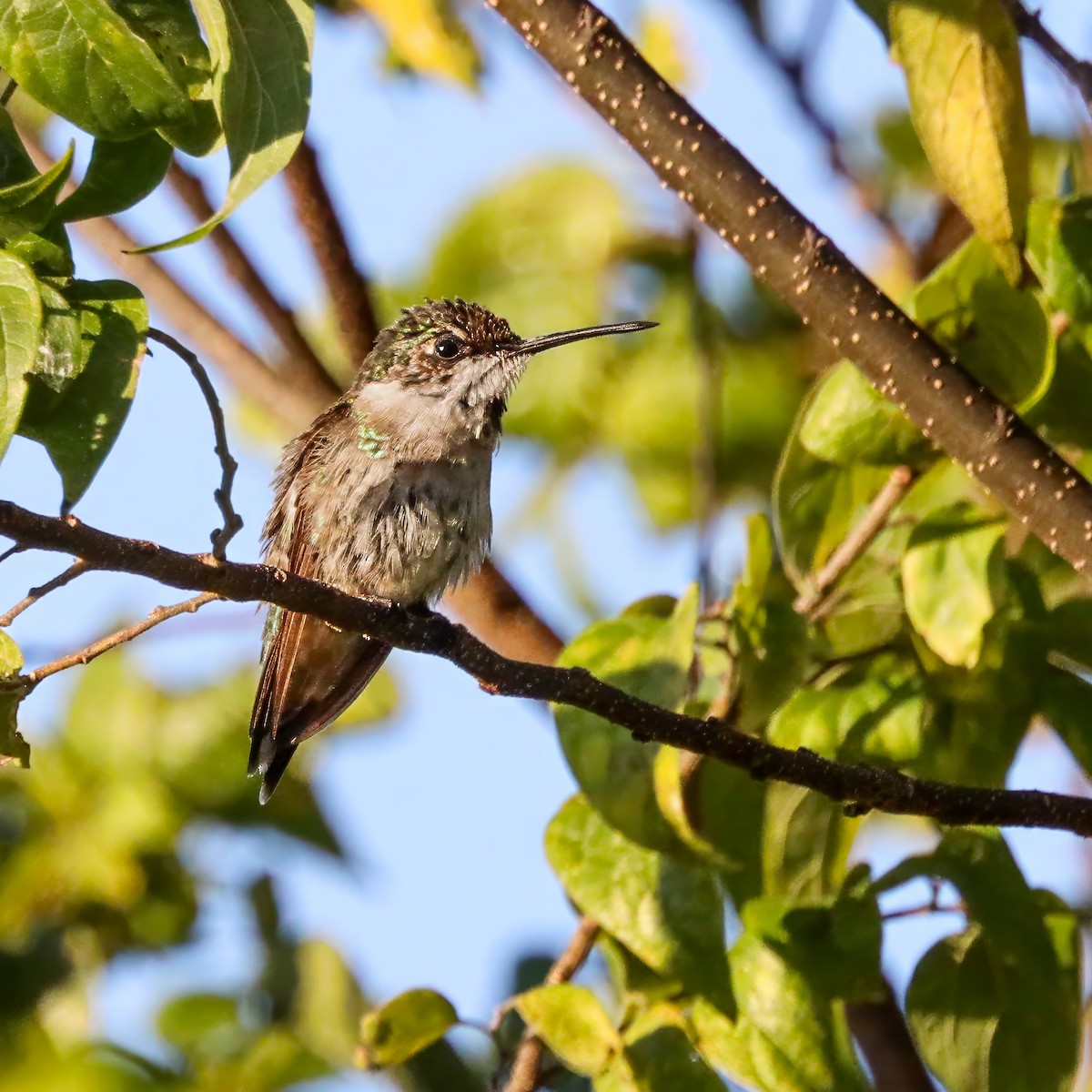 Ruby-throated Hummingbird - ML645985866