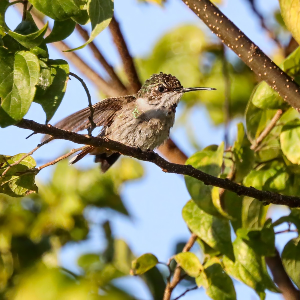 Ruby-throated Hummingbird - ML645985867