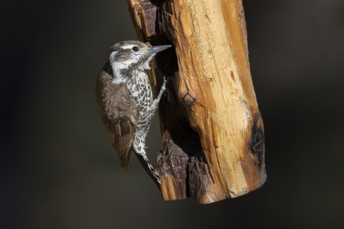 Arizona Woodpecker - ML645985868