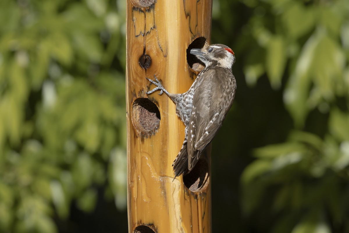 Arizona Woodpecker - ML645985871