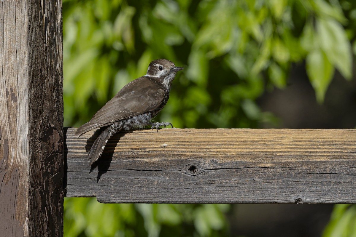 Arizona Woodpecker - ML645985872