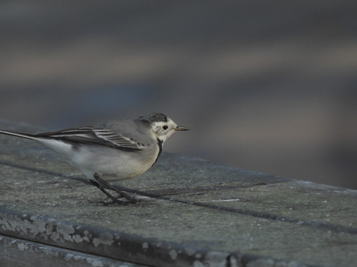 White Wagtail - ML645985875