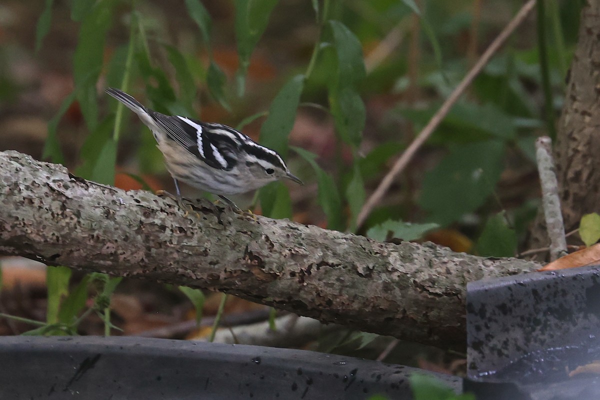 Black-and-white Warbler - ML645985877