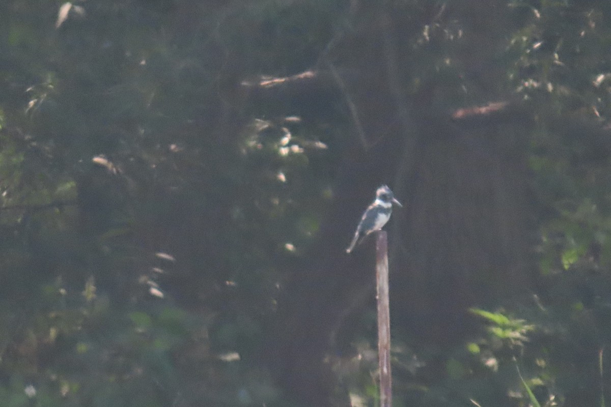 Belted Kingfisher - ML645985878