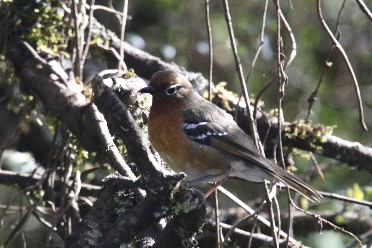 Abyssinian Ground-Thrush - ML645985879