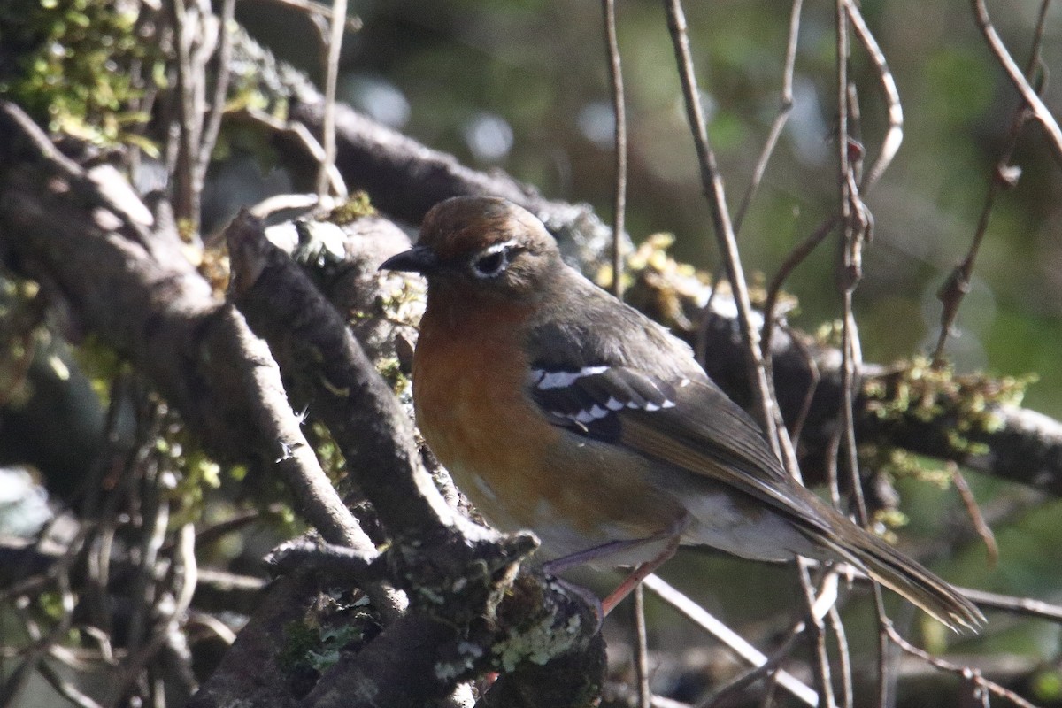 Abyssinian Ground-Thrush - ML645985880