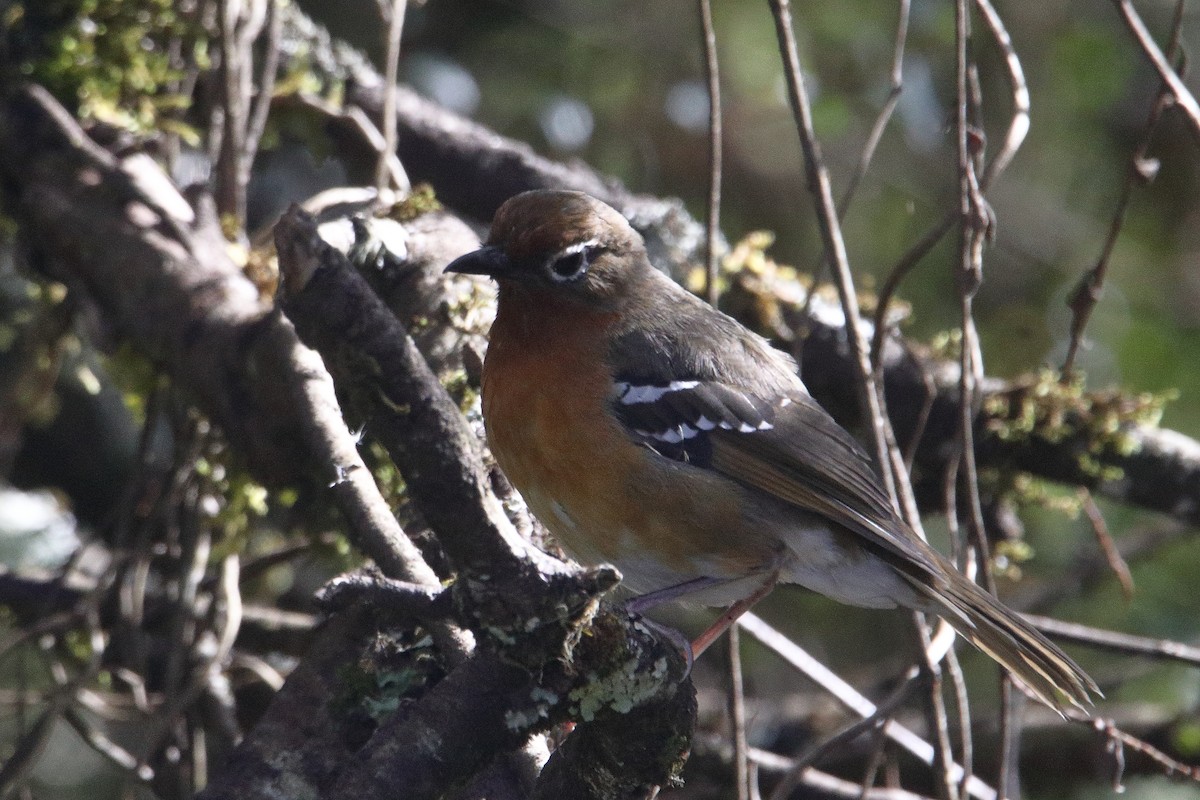 Abyssinian Ground-Thrush - ML645985881